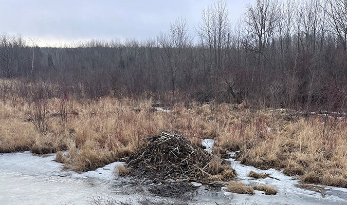 A beaver lodge near the BNSF right-of-way A beaver lodge near the BNSF right-of-way