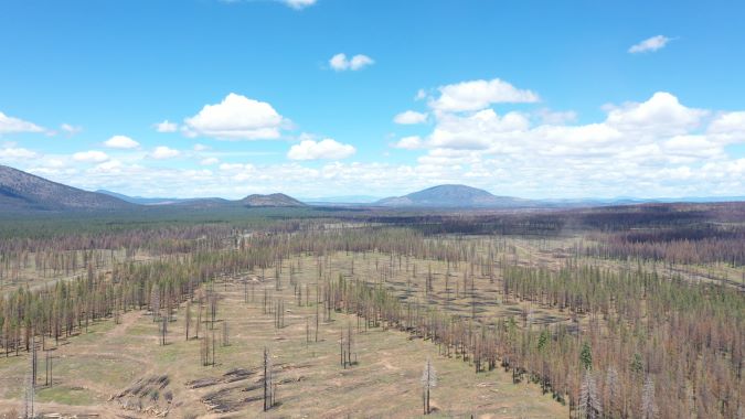 Once a charred landscape, the forests in Northern California and Southern Oregon are now well on their way to becoming fully restored after all the dead timber was removed. Once a charred landscape, the forests in Northern California and Southern Oregon are now well on their way to becoming fully restored after all the dead timber was removed.