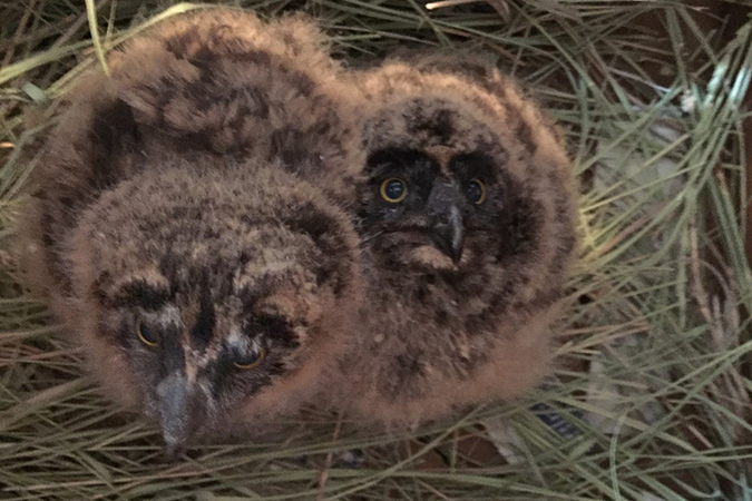 Two short-eared owl chicks Two short-eared owl chicks