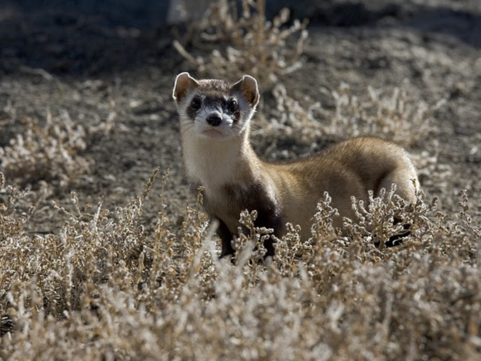 Black-footed ferret Black-footed ferret